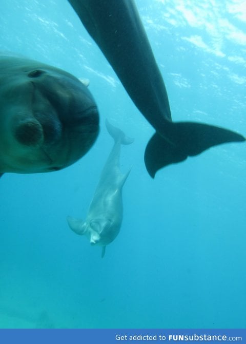 Photobombed by a dolphin as I was taking a picture of another dolphin