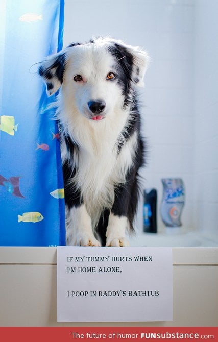Animal Shaming has become my favorite thing on the internet!