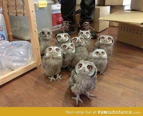 A herd of owls