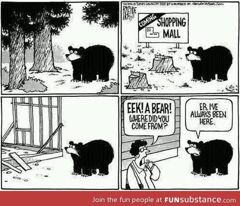 Dont argue with a bear!