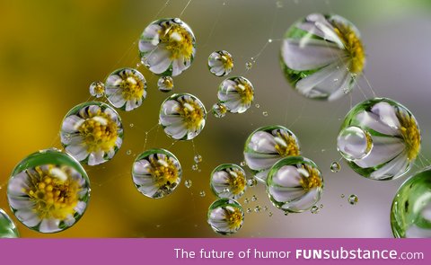 Flowers refracted within dew drops