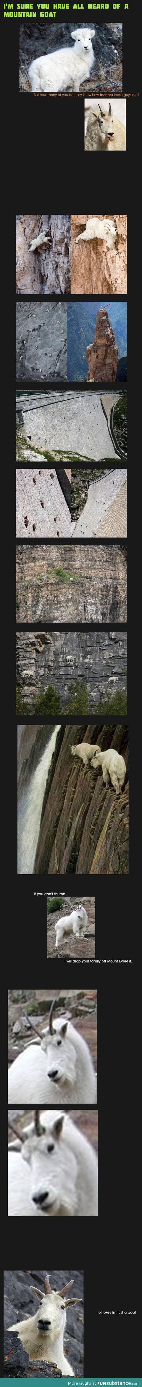 Mountain goats