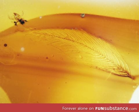 Dinosaur feather, with a mite, found in amber from canada