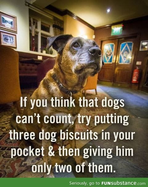 If you think dogs can't count