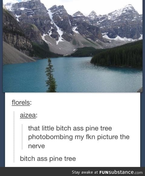 B*tch ass pine tree