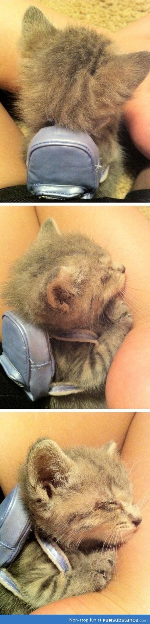 Kitten carrying a bag