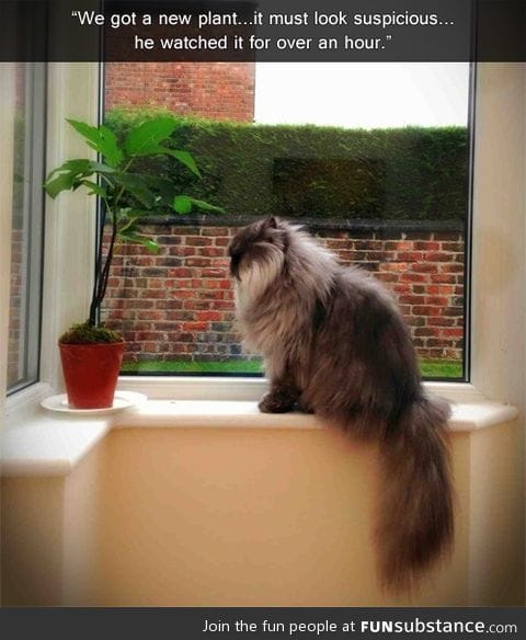 Suspicious plant