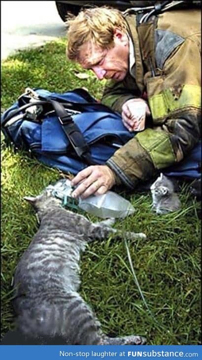 Firefighter tries to resuscitate mama cat while her kitten looks on