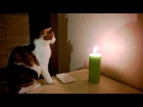 Cat vs. Candle