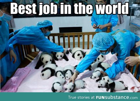 Really the best job ever