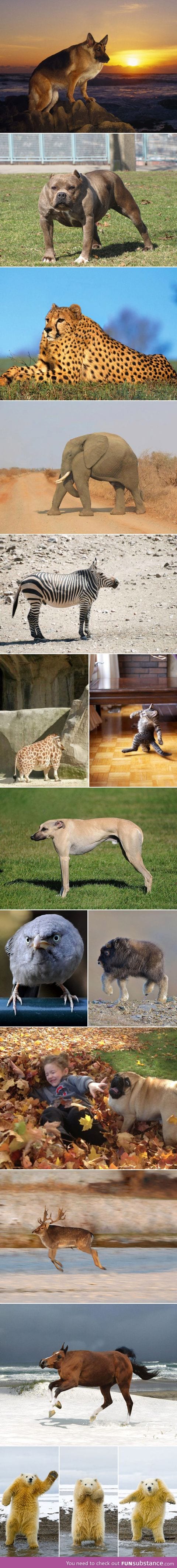 Just some animals without necks