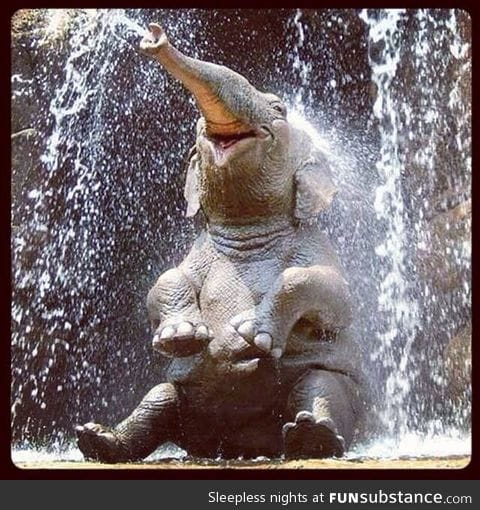 Happy elephant having a bath! Aww!