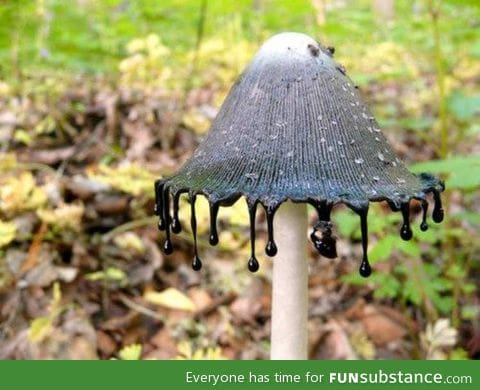 Inky cap mushroom