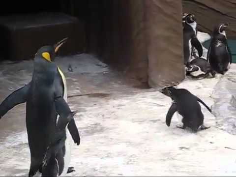 B*tterfly visits penguin enclosure at Japanese zoo, whimsical chase ensues