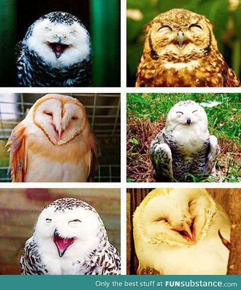 Owls always love you