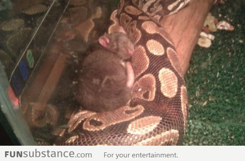 This snake has refused to eat this rat for 2 months