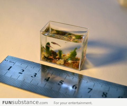 World's Smallest Aquarium