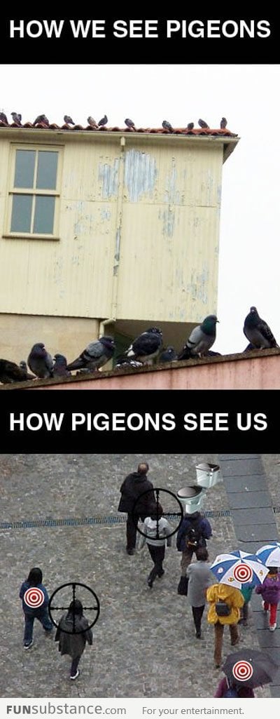 How we see pigeons vs how pigeons see us