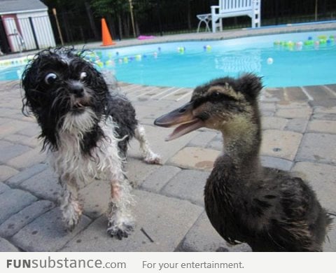 OMG a duck with a Mohawk!