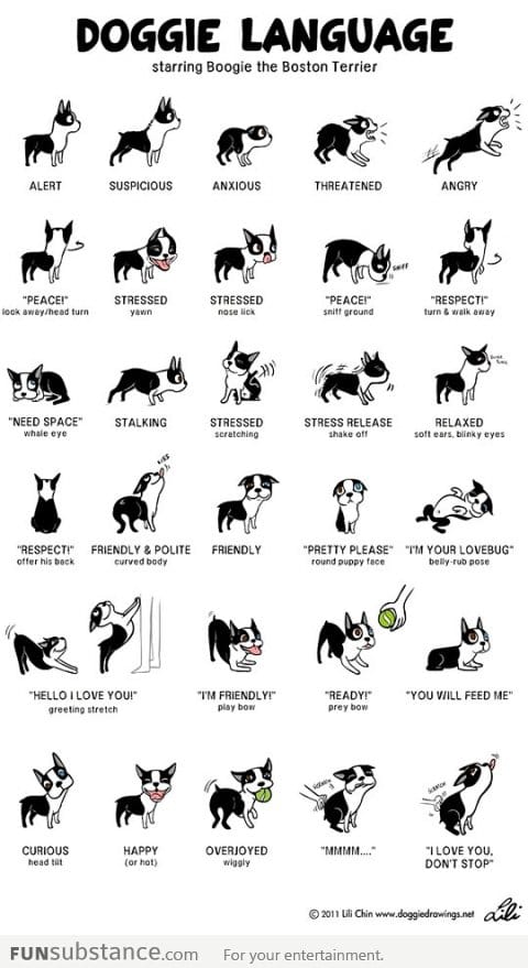 Doggie Language