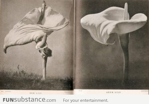 Dancer vs Flower