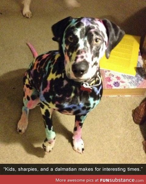 Rainbow dog