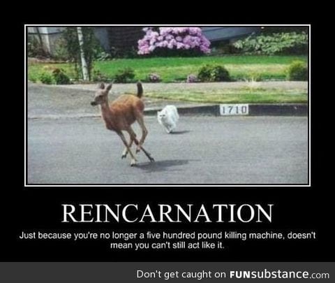 Reincarnation