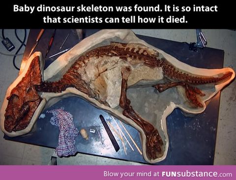 Baby dinosaur skeleton found…