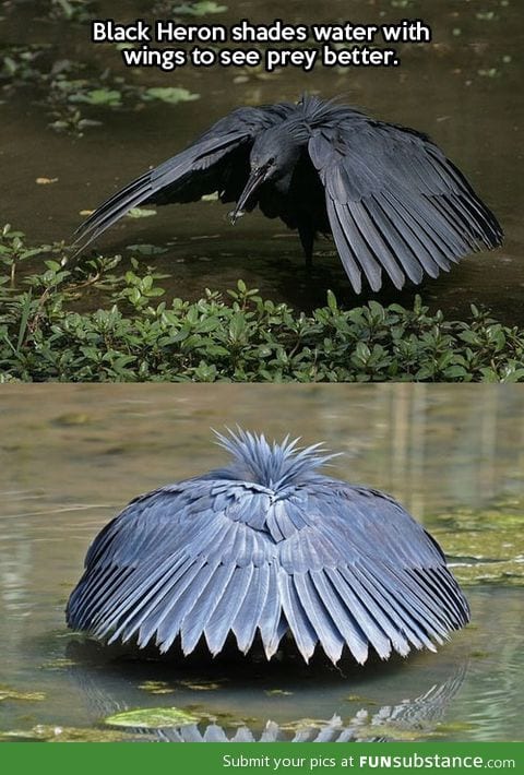 That's how the black heron rolls