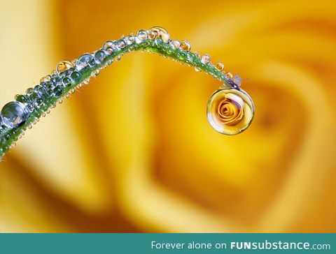 Rose in a dew drop