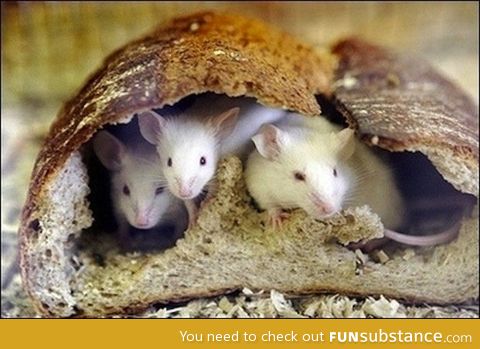 Shocking photo of in bread mice