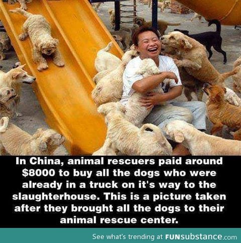 Saving the dogs