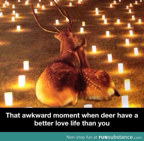 Deer love life