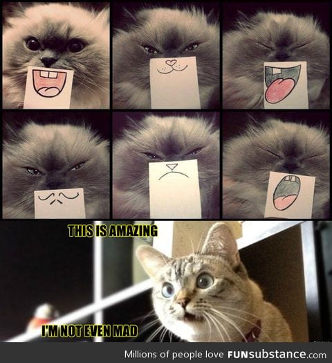 Facial expressions for cats