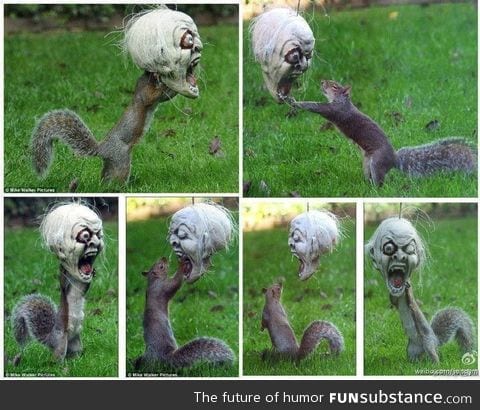 Squirrel plays with halloween mask hung in yard for kids