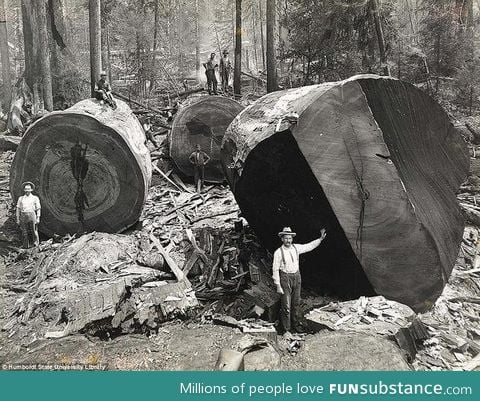 California lumberjacks work on redwoods