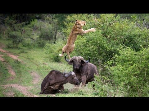A lion gets thrown into the air by a buffalo bull trying to save his friend from