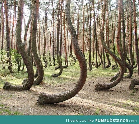 The crooked forest of gryfino, poland