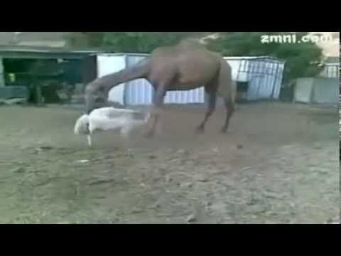 camel vs sheep