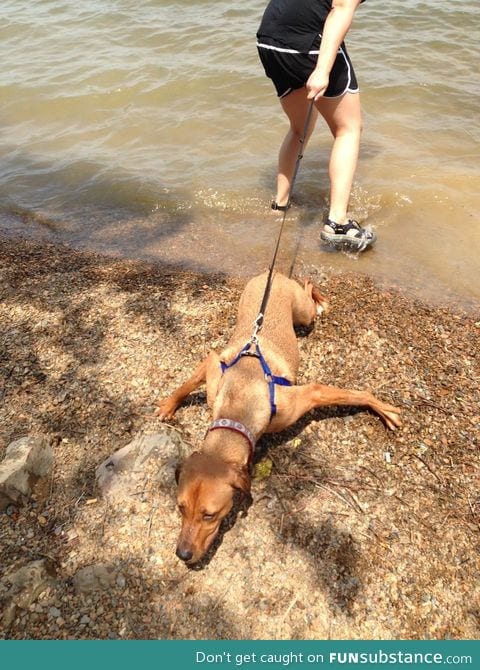 My friend's dog does not like the water