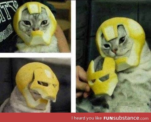 Iron cat