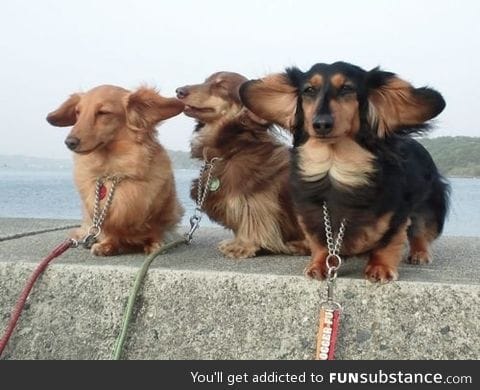 Wow, so wind, such hair, very doges