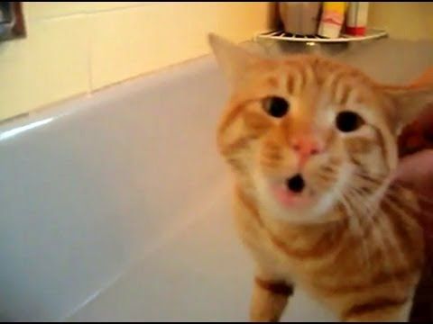 Poor cat really does not want a bath.