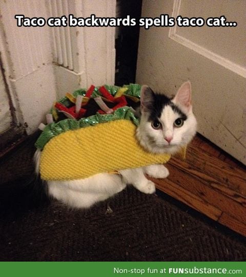 Taco cat