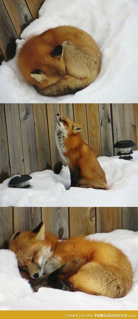 Sleepy fox