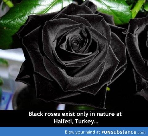 Black roses