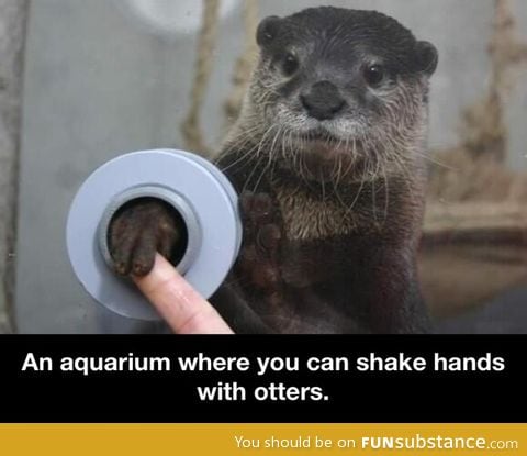 Shaking hands with otters