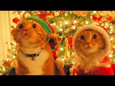 Cats just dont like christmass