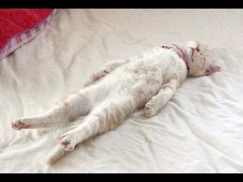 Funny Cats sleeping weird positions