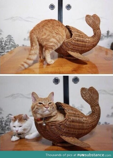 Fish kitty